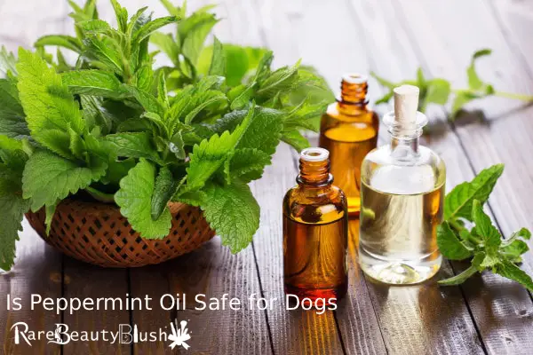 Is Peppermint Oil Safe for Dogs? A Complete Guide for Pet Owners